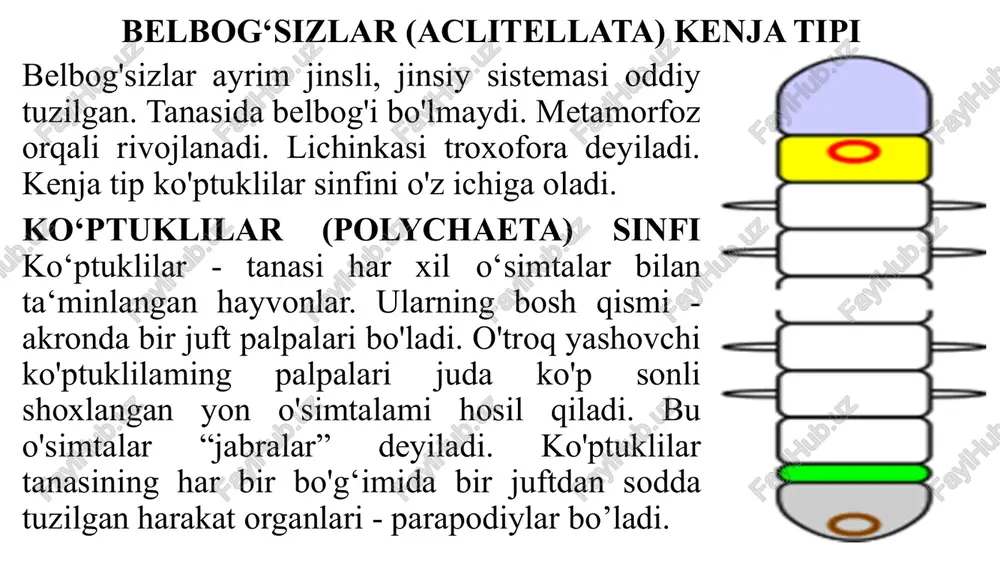 da erigan holda bo’ladi. ayrim halqali chuvalchanglaming qon aylanish sistemasi reduksiyaga uchragan. qonning funksiyasini tana bo‘shlig‘i suyuqligi bajaradi ayirish sistemasi. odatda har bir tana halqasida bir juftdan nefridiylar joylashgan. shuning uchun halqali chuvalchanglar ayirish sistemasini halqa organlar - metanefridiylar deyiladi. har bir nefridiyning ichki uchi selom bo‘shlig‘i orqa devori yonida turadi. uning nayi dissepimentni teshib, keyingi halqa bo‘shlig‘iga o‘tadi va tananing yon tomonidan tashqariga ochiladi. 1-solenotsitlar 2-solenotsit boshchasi 3-yadro 4-xivchin 5-protonefridiy kanali tuban halqalilarda protonefridiylar boiadi. bunday hollarda ayirish nayining ichki 2 uchida to‘g‘nog‘ichga o‘xshash bir dasta xivchinli hujayralar, ya’ni, solenotsitlar joylashgan. nefridiylardan tashqari qon tomirlari devoridagi yirik peritoneal hujayralar ham ayirish funksiyasini bajaradi. bunday hujayralar ichida sariq donachalar shaklida modda almashinuvining suvda erimaydigan mahsulotlari (guanin, ya’ni siydik kislotasi tuzlari) to'planadi. xloragogen hujayralar deb ataladigan bu hujayralar ekskret moddalar bilan to’lgach, halok bo‘ladi. ulaming ichidagi moddalar esa tana suyuqligiga chiqadi va u yerdan nefridiylar orqali tashqariga chiqariladi nerv sistemasining markaziy …