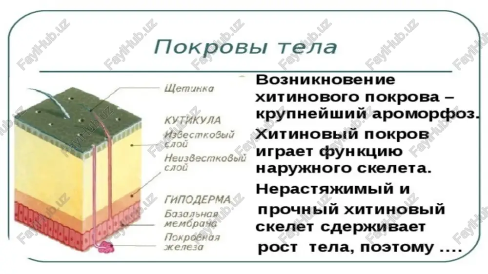 ozanat saqlash va tuyg‘u organlari ham rivojlangan. bo‘g‘imoyoqlilaming refleksi juda xilma-xil va murakkab bo'ladi. ularda ko‘payish va nasli to‘g‘risida g‘amxurlik qilish bilan bog'liq bo‘lgan juda murakkab shartsiz (tug‘ma) reflekslar ham rivojlangan. shuning bilan birga yuksak bo‘g‘imoyoqlilar hayoti davomida ham turli shartli reflekslar (ko‘nikmalar)ni oson hosil qila oladi. ko‘pchilik bo‘g‘imoyoqlilar-ayrim jinsli hayvonlar. ular faqat jinsiy urug‘lanish orqali, ba’zan partenogenez ko‘payadi. azaldan suvda hayot kechiradigan bo‘g‘imoyoqlilarda urug‘lanish tashqi, quruqlikda hayot kechiradigan guruhlarida esa ichki bo‘ladi. ayrim vakillari tuxum qo‘ymasdan tirik bola tug‘adi. ko‘pchilik bo‘g‘imoyoqlilar ancha murakkab o‘zgarishlar orqali rivojlanadi. tuxumi sariq moddasiga boy bo‘lgan turlarining yosh nasli voyaga yetgan davriga o'xshash bo‘ladi. bo‘g‘imoyoqlilar faqat tullagandan so‘ng o‘sadi. tullash o‘sayotgan hayvon uchun tor kelib qolgan eski qalqonning yorilib, hayvon tanasidan tushib ketishidan iborat. tullayotgan hayvonning eski kutikulasi faqat tanasidan emas, balki oyoqlari, og‘iz organlari, nafas yo‘llari, ichagining oldingi va keyingi qismlaridan ham tushib ketadi. tullagan hayvonning qalqoni juda yupqa va yumshoq bo‘ladi. bu …