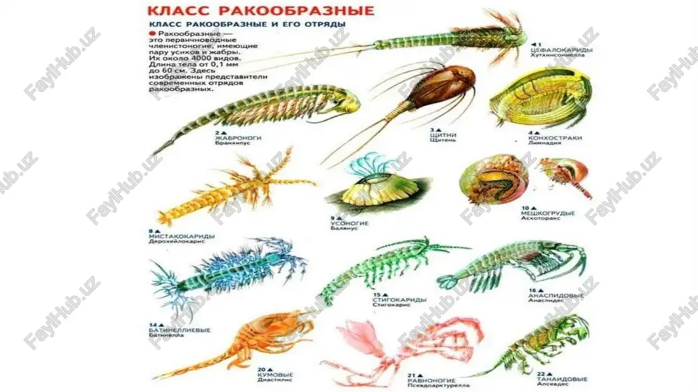 ’liq bo’lib, oyoqlar protopoditi epipoditdan kelib chiqqan plastinkaga o’xshash shoxlangan o’simtalardan iborat. jabralar aksariyat hollarda ko’krak oyoqlarida joylashgan. o’noyoqli qisqichbaqasimonlarning jabralari boshko’krak qalqoni ostidagi maxsus jabra bo’shliqlarida joylashgan. daryo qisqichbaqasi jabralari 3 qator bo’lib, jag’oyoqlari va yurish oyoqlari asosida joylashgan. suv boshko’krak qalqonining bir cheti bilan tana oralig’ida hosil bo’ladigan tirqish orqali jabra bo’shliqlariga kiradi, ikkinchi chetdagi xuddi shunga o’xshash tirqishdan chiqib ketadi. suv ikkinchi va uchinchi juft jag’oyoqlarining harakati tufayli jabralarni yuvib turadi. gemolimfa bilan to’lgan tana bo’shlig’i ana shu jabralar ichiga ham kiradi. jabralarning juda yupqa kutikulasi orqali gaz almashinuvi bo’ladi. quruqlikda hayot kechirishga moslashgan qisqichbaqasimonlarda atmosfera havosi bilan nafas olishga imkon beruvchi maxsus moslanishlar paydo bo’lgan. masalan, ba’zi qisqichbaqalarning nafas olish organi jabra bo’shlig’i o’rnida hosil bo’lgan o’pkadan iborat. zaxkashlarning qorin oyoqlari bo’shlig’ida juda murakkab tarmoqlangan, havo to’ldirilgan naychalari bo’ladi. naychalar kutikulani tana ichiga botib kirishidan hosil bo’lgan bo’shliqqa tutashgan. bu xildagi nafas olish sistemasining tuzilishi azaldan …