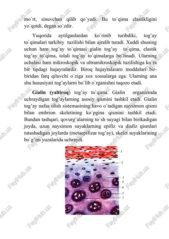 amlariga qo`shilib ketadi. shu zonada uchraydigan tog’ay hujayralari — xondroblastlar, odatda, bittadan bo`lib, ular ustidan hujayra oraliq moddasi kapsulaga o`xshab o`ralib turadi. xondroblastlarning bo`linishi natijasida hosil bo`lgan yosh xondrotsitlar asta-sekin ajralib chiqib, tog’ay to`qima hujayrasiga — xondrotsitga aylanadi. tog’ay pardasining ostida esa asosan duksimon yosh xondrotsitlar bo`ladi. to`qimaning ichki qavatlarida xondrotsitlar ovalsimon yoki g’ovak bo`ladi. ayrim xondroblastlarning bo`linishi natijasida hosil bo`lgan hujayralar bir-biridan uzoqlashib ketmay bitta kap-sula ichida qolib, hujayra guruhini hosil qiladi. bunday guruhga izogen gurux deyiladi. buni yuqorida eslatib o`tgan edik. to`qima ichidagi ayrim xondrotsitlar ham ko`payish hususiyatiga ega. ana shunday ko`payish hususiyatiga ega bo`lgan hujayra i tip xondrotsitlar deyiladi. demak, ma'lum bo`lishicha, tog’ay to`qimada ikki xil o`sish jarayoni kechadi. birinchi tog’ay ustki pardasidagi xondroblastlarning ko`payishi natijasida (oppozitsion) o`sish sodir bo`lsa, ikkinchisi to`qima ichidagi i tip xondrotsitlariing o`sishidir. bunga inlerstitsional o`sish deyiladi. hujayra oraliq moddasi etarli darajada qattiq bo`lgani uchun bo`lingan hujayralar bir-biridan uzoqlashib keta olmaydi. shu sababli …