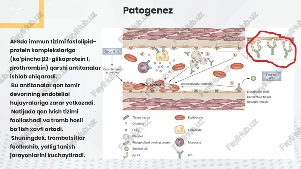 antifosfolipid sindromi (afs) - Page 5