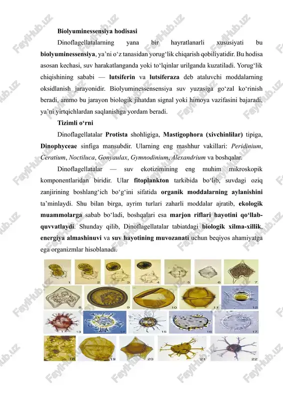 bo‘ladi. har xil turlarda plastinkalarning soni, shakli va joylashuvi farq qiladi — bu belgilar turlarni aniqlashda sistematik ahamiyatga ega. ba’zi turlarda esa bu plastinkali qobiq umuman bo‘lmaydi, ularning tanasi yalang‘och (atekat) bo‘ladi. bunday turlar ko‘proq gymnodinium yoki noctiluca kabi vakillarda uchraydi. ichki tuzilishi dinoflagellatalarning ichki tuzilishi ham o‘ziga xosdir. hujayra sitoplazmasida barcha eukariotlarga xos organoidlar: yadro, xloroplast, mitoxondriya, endoplazmatik to‘r, ribosomalar mavjud. yadro juda katta bo‘lib, maxsus tuzilishga ega. u boshqa eukariotlardan farqli tarzda doimiy ravishda zich spiral holatdagi xromatin bilan to‘ldirilgan. bunda yadro qobig‘i bo‘linish jarayonida saqlanib qoladi, bu esa oddiy mitozdan farq qiladi. shuning uchun ularning yadro tizimi “dinokaryon” deb ataladi. xloroplastlar ko‘pchilik turlarda mavjud bo‘lib, ular xlorofill a va c, hamda karotinoid pigmentlarini o‘z ichiga oladi. shu pigmentlar tufayli hujayralar yashil, jigarrang yoki sariq rangda ko‘rinadi. fotosintez jarayonida ular suvdagi karbonat angidridni o‘zlashtirib, kislorod ishlab chiqaradi. ba’zi turlarda esa xloroplastlar yo‘q bo‘lib, ular geterotrof tarzda oziqlanadi. mitoxondriyalar …