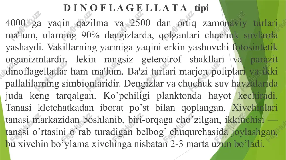 rdan bor. tufelkada vakuolalarning pulsatsiya sikli uy haroratida 10-15 soniya davom etadi. ular 40-45 daqiqa davomida vakuolalar orqali o‘z tanasi hajmiga teng suyuqlikni chiqarib tashlaydi. ko‘payishi. jinssiz ko‘paiyshi tanasining teng ikkiga bo‘linishi orqali sodir bo‘ladi. dastlab xromosomalar hosil bo‘ladi, ularning soni ikki borabar ortadi, lekin yadro bo‘linmaydi. yadro bo‘linmasdan xromosomalar sonining ortishi endomitoz deb ataladi shundan so’ng infuzoriyalarning bo’linishi boshlanadi. normal uy sharoratida tufelka bir sutkada 1-2 marta bo’linadi. ko’pchilik infuzoriyalar jinssiz ko’payishdan oldin sista hosil qiladi. sista ichida palintomiya yo’li bilan infuzoriya tanasi yiriklashmasdan ketma-ket bo’linib, 4 ta yoki ko’proq, juda mayda infuzoriyalar hosil qiladi. sistadan,yosh infuzoriyalar chiqadi. ular oziqlanib, tez o’sadi va yana sista hosil qilib, uning ichida bo’lina boshlaydi. jinsiy ko‘payishi. infizoriyalarning ko‘p marta jinsiz ko‘payishidan so‘ng konyugatsiya deb ataluvchi jinsiy ko‘payish boshlanadi. konyugatsiya davomida makronukleys yemirilib, sitoplazmaga so‘riladi. mikronukleyslar 2 marta reduksion (meyoz) bo‘linish natijasida 4 ta gaploid xromosomali yadrolar hosil qiladi. ulardan 3 tasi yemirilib, …