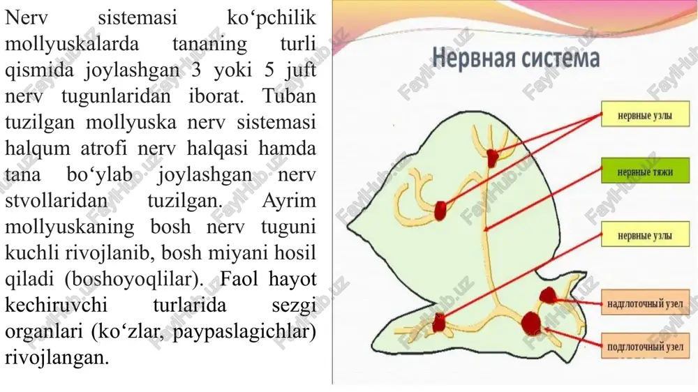 vollari ko‘ndalang nervlar yordamida tutashgan. plevrovisseral stvollar esa parallel joylashgan oyoq nerv stvollari bilan tutashgan; halqum atrofi nerv halqasi bosh tomonni, oyoq nerv stvollari oyoqni, plevrovisseral tomirlar esa boshqa organlarni nervlar bilan ta’ minlaydi. sezgi organlari. qalqondorlaming sezgi organlari kuchsiz rivojlangan. tanasining ikki yonida jabralar asosida sezuvchi epiteliy hujayralari kimyoviy sezgi organlari hisoblanadi. bu organlar boshqa mollyuskalaming osfradiylaridan keskin farq qiladi. mollyuskaning orqa tomonida estetlar deb ataladigan juda ko‘p miqdorda mayda tuyg'u organlari joylashgan. estetlar cho‘ziqroq bir to‘p sezgir hujayralardan iborat. ulaming bir cheti chig‘anoqning tashqi qavati, ikkinchi uchi esa nerv tolalari orqali plevrovisseral nerv stvollari bilan tutashadi. muvozanat saqlash organi va paypaslagichlari bo‘lmaydi. jinsiy sistemasi. xitonlar ayrim jinsli hayvonlar. urug‘don yoki tuxumdon ichak ustida joylashgan va toq boiadi. jinsiy bezi ikkita chiqarish yoli orqali mantiya egatchasiga ochiladi. yetilgan jinsiy hujayralari suvga chiqariladi. kuyikish organlari bo‘lmaydi. urug’langan tuxumdan chiqadigan lichinkasi halqali chuvalchanglaming troxoforasiga o'xshash bo’lib, suvda suzib yuradi. keyinchalik lichinkaning …