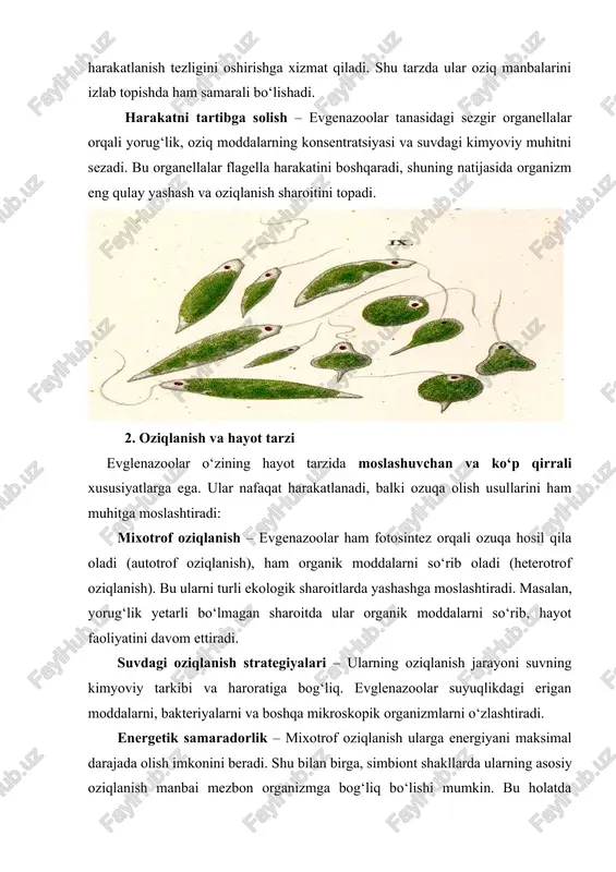 ko‘payish imkoniyatlari ba’zi evglenazoolarda jinsiy ko‘payish kuzatiladi, lekin bu hodisa kam uchraydi va asosan ekologik sharoit qiyinlashganda sodir bo‘ladi. jinsiy ko‘payish quyidagi jihatlar bilan tavsiflanadi: gametlar hosil bo‘lishi – hujayralar jinsiy ko‘payish jarayonida gametlarga aylanadi. gametlar birlashib zigotu hosil qiladi, bu esa genetik xilma-xillikni ta’minlaydi. genetik diversifikatsiya – jinsiy ko‘payish evglenazoolarga muhitga moslashuvchanlikni oshirish va yangi sharoitlarga tez moslashish imkonini beradi. ekologik ahamiyati – qiyin sharoitlarda jinsiy ko‘payish tufayli populyatsiya barqarorligi saqlanadi va yangi turlarning paydo bo‘lishi imkoniyati oshadi. 3. simbiont hayotdagi ko‘payish xususiyatlari simbiont shakllarda evglenazoolarning ko‘payishi ba’zi jihatlar bilan erkin yashovchi shakllardan farq qiladi: bo‘linish tezligi kamayadi – mezbon ichidagi sharoit va oziqlanish manbalari cheklanganligi tufayli vegetativ bo‘linish sekinroq kechadi. moslashuvchan reproduktiv strategiya – simbiont evglenazoolar ko‘pincha vegetativ ko‘payishga tayanadi, jinsiy ko‘payish esa kam uchraydi. bu mezbon bilan uzoq muddatli barqarorlikni ta’minlaydi. genetik barqarorlik – simbiont shakllarda yangi hujayralar asosan oldingi hujayraning genetik materialini meros qilib oladi, bu …