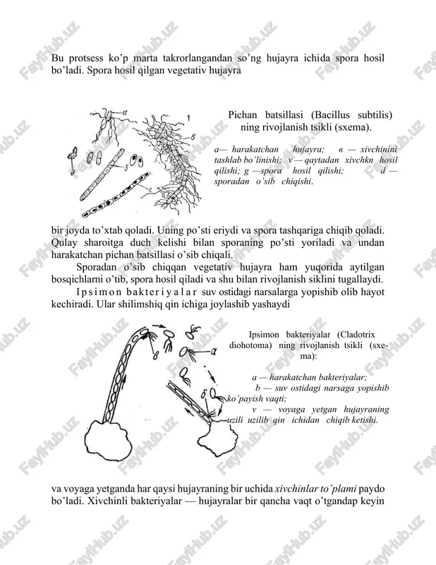 ti; v — voyaga yetgan hujayraning uzili uzilib qin ichidan chiqib ketishi. va voyaga yetganda har qaysi hujayraning bir uchida xivchinlar to’plami paydo bo’ladi. xivchinli bakteriyalar — hujayralar bir qancha vaqt o’tgandap keyin suv ostidagi narsalarga yopishib oladi va xivchinini yo’qotadi. xivchinini yo’qotgan hujayra tezlik bilan ko’payib, shilimshiq qinga o’raladi, bu hujayralar voyaga yetguncha shu qin ichida bo’ladi. nazorat savollari: 1.okulyar mikrometr nima? 2. ob yektiv mikrometr yordamida nima aniqlanadi? 3. asporogen irq nima? image7.jpeg image1.jpeg image2.jpeg image3.jpeg image4.jpeg image5.jpeg image6.jpeg
