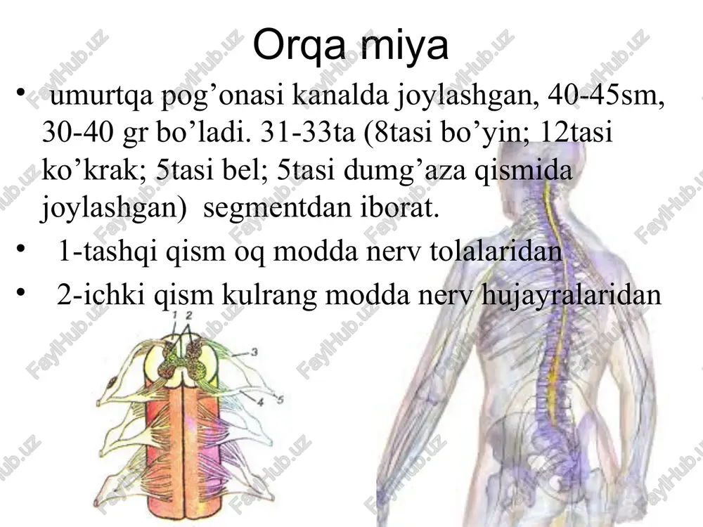 nervsistemasi - Page 5