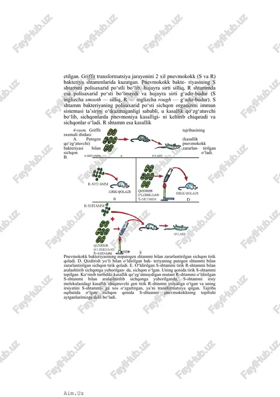 rda pnevmoniya kasalligi- ni keltirib chiqaradi va sichqonlar o‘ladi. r shtamm esa kasallik 4-rasm. griffit tajribasining sxemali ifodasi:s-shtamm a 0‘lad3 a. patogen (kasallik qo‘zg‘atuvchi) pnevmokokk bakteriyasi bilan zararlan- tirilgan sichqon o‘ladi. b. pnevmokokk bakteriyasining nopatogen shtammi bilan zararlantirilgan sichqon tirik qoladi. d. qizdirish yo‘li bilan o‘ldirilgan bak- teriyaning patogen shtammi bilan zararlantirilgan sichqon tirik qoladi. e. o‘ldirilgan s-shtammi tirik r-shtammi bilan aralashtirib sichqonga yuborilgan- da, sichqon o‘lgan. uning qonida tirik s-shtammi topilgan. ko‘rinib turibdiki kasallik qo‘zg‘atmaydigan mutant r-shtammi o‘ldirilgan s-shtammi bilan aralashtirilib sichqonga yuborilganda, s-shtammi irsiy molekulasidagi kasallik chiqaruvchi gen tirik r-shtamm irsiyatiga o‘tgan va uning irsiyatini s-shtammi- ga xos o‘zgartirgan, ya’ni transformatsiya qilgan. tajriba oqibatida o‘lgan sichqon qonida s-shtammi pnevmokokkning topilishi aytganlarimizga dalil bo‘ladi. keltirib chiqarmaganligi sababli, bu shtammlar bilan yuqtirilgan sichqonlar nobud bo‘lmaydi. kasallik qo‘zg‘atuvchi s shtammni qizdirilganda ular o‘ladi va o‘ldirilgan bakteriyalarni sichqonlarga yuborilganda sichqonlarda kasallik paydo bo‘lmaydi. sichqonlarga qizdirish natijasi o‘lgan bakteriyalar s turi bilan kasallik …