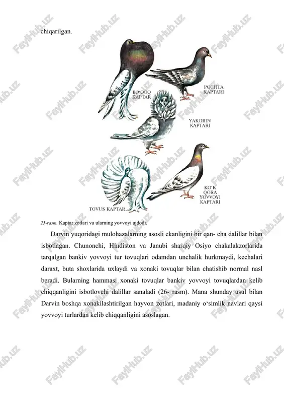 anligini aniqladi. tulkilarning bir guruhi odamga tashlanuvchan, o‘ta tajovuzkor, ikkinchi guruhi odamga tashlanishga qo‘rqib turadigan, lekin unga tashlanishni xohlaydigan, uchinchi guruhi esa xotirjam 26 izlanuvchi instinktli tulkilar ekanligi ma’lum bo‘ldi. k.d. belyayev uchinchi guruhga mansub erkak va urg‘ochi tulkilarni ajratib, alohida urchita boshladi. nasllar orasidan olim yana odamga tez ko‘nikuvchi tulkilarni tanlab bordi. bunday tulkilarning bir necha avlodida sun’iy tanlash o‘tkazish natijasida xuddi xonaki itlarga o‘xshash, ya’ni odamga tez o‘rganadigan, erkala- ganda xursand bo‘ladigan tulkilar chiqarildi. xatti-harakatiga qarab o‘tkazilgan sun’iy tanlash natijasida tulkilarning morfologik va fiziologik belgilari ham o‘zgardi. tajribada tashqi quloq suprasi osilgan, dumini esa gajak holda egib turadigan tulkilar olindi. yovvoyi tulkilar odatda yilda bir marta aprelda urchisa, xonaki- lashtirilganlar esa ikki marotaba dekabr—yanvar va mart—aprel oylarida urchiganlar. inson sun’iy tanlashni olib borar ekan o‘simlik, hayvonlarning barcha belgi-xossalarini emas, balki o‘zi uchun ahamiyatli belgi-xossalarini o‘zgartirishni maqsad qilib qo‘yadi. shunga ko‘ra tanlangan organizmlarning inson ehtiyojiga mos bo‘lmagan belgi- xossalari …