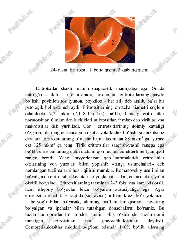 shakli muhim diagnostik ahamiyatga ega. qonda noto‘g‘ri shaklli – urchuqsimon, noksimon, eritrotsitlarning paydo bo‘lishi poykilotsitoz (yunon. poykilos – har xil) deb atalib, ba’zi bir patologik hollarda uchraydi. eritrotsitlarning o‘rtacha diametri soglom odamlarda 7,2 mkm (7,1–8,0 mkm) bo‘lib, bunday eritrotsitlar normotsitlar, 6 mkm dan kichiklari mikrotsitlar, 9 mkm dan yiriklari esa makrotsitlar deb yuritiladi. qon eritrotsitlarining doimiy kattaligi o‘zgarib, ularning normadagidan katta yoki kichik bo‘lishiga anizotsitoz deyiladi. eritrotsitlarning o‘rtacha hajmi taxminan 88 mkm3 ga, yuzasi esa 125 mkm2 ga teng. tirik eritrotsitlar sarg‘ish-yashil rangga ega bo‘lib, eritrotsitlarning qalin qatlami qon uchun xarakterli bo‘lgan qizil rangni beradi. yangi tayyorlangan qon surtmalarida eritrotsitlar o‘zlarining yon yuzalari bilan yopishib «tanga ustunchalari» deb nomlangan tuzilmalarni hosil qilishi mumkin. romanovskiy usuli bilan bo‘yalganda eritrotsitlar kislotali bo‘yoqlar (masalan, eozin) bilan, ya’ni oksifil bo‘yaladi. eritrotsitlarning taxminan 2–3 foizi esa ham kislotali, ham ishqoriy bo‘yoqlar bilan bo‘yalish xususiyatiga ega. agar eritrotsitlarni hali tirik vaqtida (supravital) brilliant krezil ko‘k yoki …