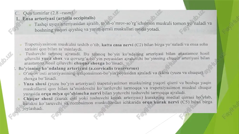 orqaning yuzaki muskullari va ularning anatomik tuzilishi - Page 5