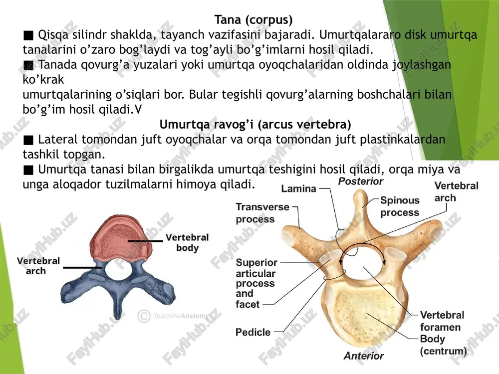 umurtqa pog’onasi, umurtqa suyagi, intervertebral disklar. - Page 5
