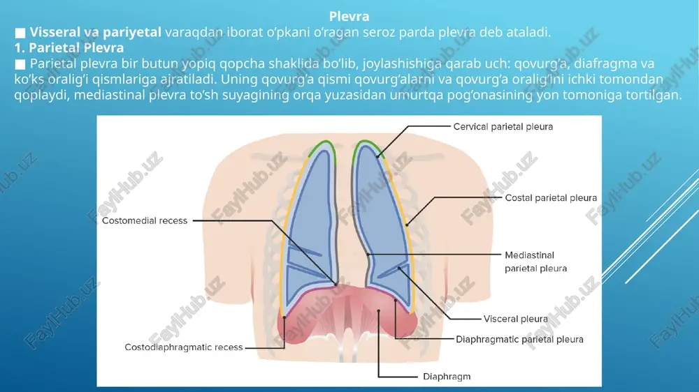 traxeya va bronxlar, plevra va plevra bo’shlig’i - Page 5