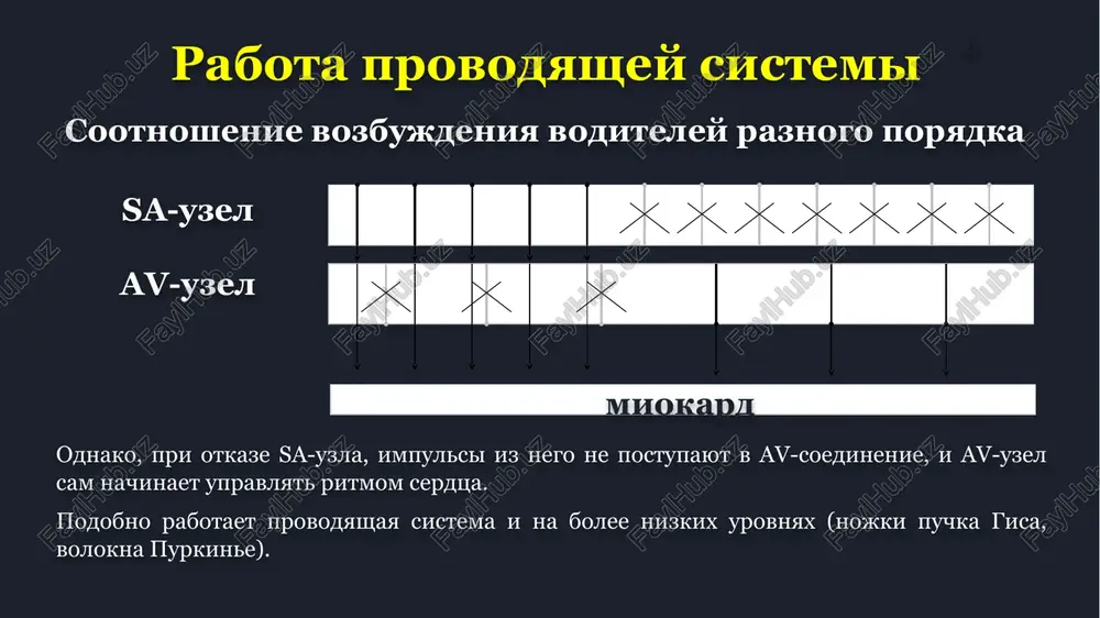6 opredelenie eos eos raspolojena gorizontalno i ii iii eos raspolojena gorizontalno i ii iii 27 opredelenie eos esli eos otklonena vlevo (rmax v i), no est sleduyushie kriterii: s(iii) > r(i); s(ii) > r(ii). v dannom sluchae eos otklonena rezko vlevo. pri zerkalnoy kartine: rmax v iii ; s(i) > r(iii) – eos otklonena rezko vpravo. 28 opredelenie chss pri pravilnom ritme (odinakovie rasstoyaniya r-r): 1. izmeryaem lyuboy interval r-r v mm. 2. r-rmm x 0,02” = r-r” 3. chss = 60 / r-r” naprimer, r-rmm = 40 mm, togda r-r” = 40 x 0,02” = 0,8”, a chss = 60/0,8” = 75 ud/min. pri nalichii edinichnix ekstrasistol – dlya analiza chss ispolzuetsya epizod s pravilnim ritmom (isklyuchayushiy interval stsepleniya i kompensatornuyu pauzu). pri nepravilnom ritme (sinusovaya ili mertsatelnaya aritmiya, trepetanie predserdiy nepravilnoy formi) dlya opredeleniya chss ispolzuyutsya samiy korotkiy r-r i samiy prodoljitelniy r-r. chss v dannom sluchae …