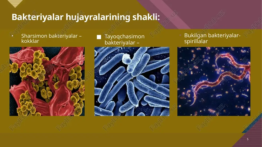 bakteriyalar.protoktistlarzamburug'lar - Page 5