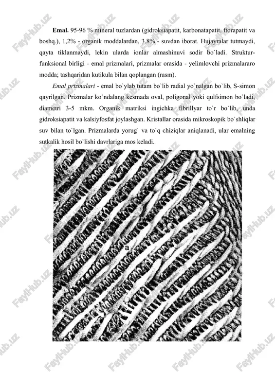 akllanishi va yorib chiqishi davrida hosil bo`ladi. ikkilamchi dentin - tishlar yorib chiqqandan keyin hosil bo`ladi -pulpaoldi dentini, pulpar kamera shaklini o`zgartiradi. uchlamchi (irregulyar ikkilamchi) dentin - ta`sirga javoban hosil bo`ladi, kam minerallashgan, dentin naychalari noto`g`ri yo`nalgan, tish pulpasida hosil bo`lishi mumkin (dentikllar). sklerozga uchragan (tiniq) dentin - naychalarda peritubulyar dentinning cho`kishi, ularning torayishi va obliterasiyasi. dentindagi o`lik yo`llar - dentin naychalari bo`ylab qoramtir chiziqlar, odontoblastlarning parchalanishi natijasida hosil bo`lgan qoldiq moddalar va gazsimon moddalar tutadi, pulpa oxirida irregulyar dentin cho`kishi natijasida obliterasiyaga uchragan. rasm. dentin kanalchalarining shoxlanishi. dentin va sement chegarasi. tish ildiz qismining fragmenti. 1 - shoxlanuvchi kanalchalar bilan dentin, 2 - sement, 3 - sementotsitlar, 4 - dentin-sement chegarasi rasm. odam tishining bo`ylama kesimi (bo`yalmagan preparat) 1 - tish koronkasi, 2 - tish bo`yni, 3 - tish ildizi, 4 - emal: a - retsius chiziqlari, b - shreger yo`llari, 5 - dentin: v - dentin kanalchalari, 6 …