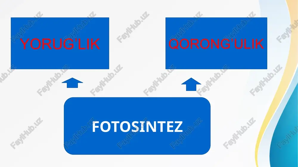 fotosintez - Page 5