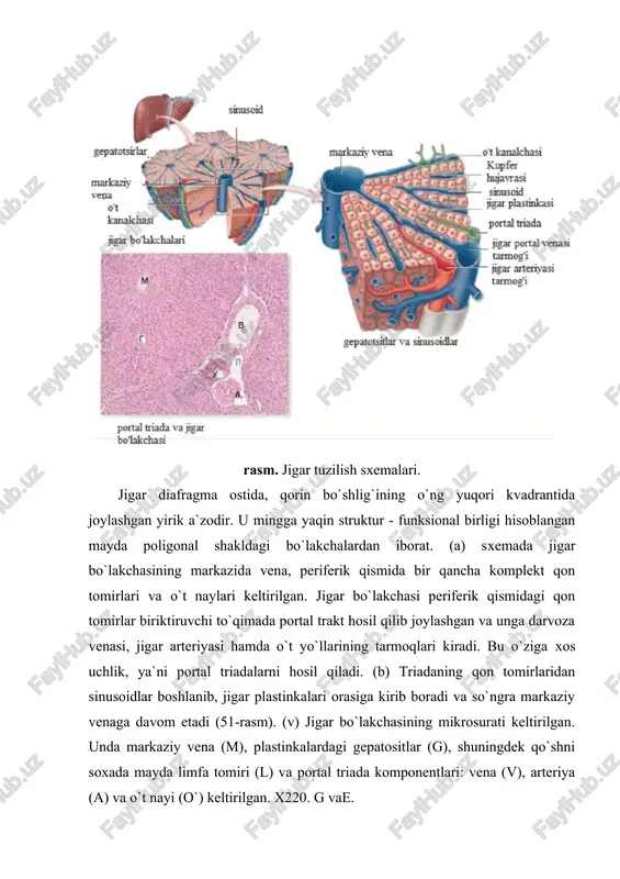 plastinkalar orasida esa sinusoid qon tomirlar o`tadi (s). h&e x400. retikulin (kollagen tolalarning iii tipi) tolalar (r) jigar plastinkalari (g) atrofida joylashib, ular va sinusoid kapillyarlarga tayanch vazifasini bajaradi. jigar biritiruvchi to`qimasining asosiy qismi to`siqlar va portal traktda bo`lgan. x400. silver (c)jigar plastinkalari (p) markaziy vena (m) tomon radial joylashgan. markaziy vena atrofida kollagen tolalarning soni sinusoidlar (s) atrofiga nisbatan ko`proqdir. sinusoidlardan qon markaziy vena tomon yig`ilib yo`nalgani ko`rsatkichlar orqali ko`rsatilgan. x200. mallori uch xrom. (g) periferik portal soxada biriktiruvchi to`qima ko`proq rivojlangan va bu yerda portal triada aniq ko`rinmoqda: portal venula (pv), jigar arteriyasi tarmog`i arteriola (a) va bir yoki ikkita o`t naychasi (o`n). x200. g va e. ■ perisinusoidal bo`shliqda joylashgan yana bir hujayra yulduzsimon hujayralaridir. ular yog`da eruvchi a va boshqa vitaminlarni to`playdi. ular mezenxima hujayralaridan hosil bo`lgan bo`lib, oddiy preparatlarda turlicha ko`rinadi. bunan tashqari ular ekstrasellyulyar matriks komponentini sintezlashda (esm) (jigar jaroxatlanganda miofibroblastlarga aylanadi) hamda kupfer …