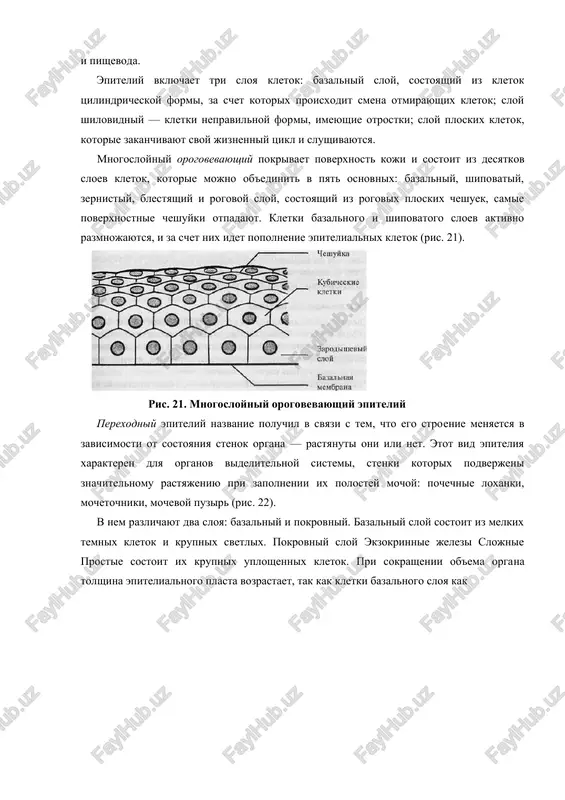 azalnom sloe, leja​shem na bazalnoy membrane. kletki, voznikshie pervimi, imeyut kubicheskuyu formu, no po mere prodvijeniya knaruji, k svobodnoy poverxnosti tkani, oni uplosha- yutsya. takie kletki nazivayutsya cheshuykami, kotorie mogut ostavatsya neorogovevshimi (pishevod) ili orogovevayut, prevrashayas v nejivoy rogovoy sloy keratina, kotoriy slushivaetsya (koja). sushestvuet tri vida mnogosloynogo epiteliya: neorogovevayushiy, orogovevayushiy i perexodniy. mnogosloyniy neorogovevayushiy vistilaet poverxnost rogovitsi glaza, polost rta i pishevoda. epiteliy vklyuchaet tri sloya kletok: bazalniy sloy, sostoyashiy iz kletok tsilindricheskoy formi, za schet kotorix proisxodit smena otmirayushix kletok; sloy shilovidniy — kletki nepravilnoy for​mi, imeyushie otrostki; sloy ploskix kletok, kotorie zakanchivayut svoy jiznenniy tsikl i slushivayutsya. mnogosloyniy orogovevayushiy pokrivaet poverxnost koji i sosto​it iz desyatkov sloev kletok, kotorie mojno ob'edinit v pyat osnovnix: bazalniy, shipovatiy, zernistiy, blestyashiy i rogovoy sloy, sostoyashiy iz rogovix ploskix cheshuek, samie poverxnostnie cheshuyki otpadayut. kletki bazalnogo i shipovatogo sloev aktivno razmnojayutsya, i za schet nix idet popolnenie epitelialnix kletok (ris. 21). …