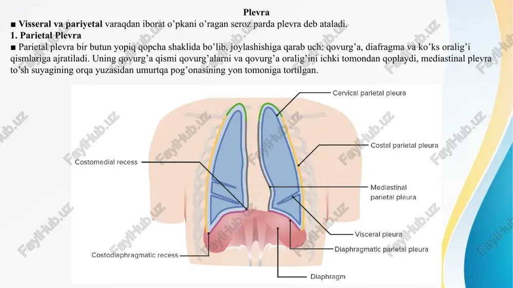 traxeya va bronxlar, plevra va plevra bo’shlig’i. - Page 5