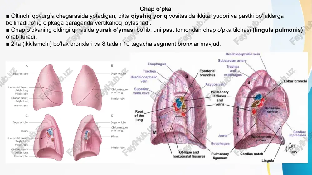 o’pkalar, nafas olish jarayoni. upka upkalar nafas olish jarayoni - Page 5