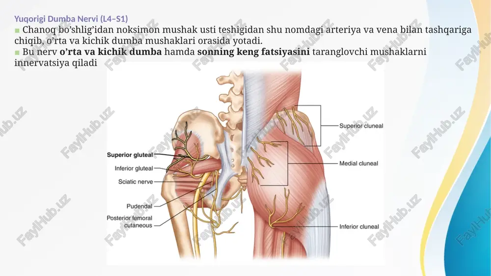 bel va dumg’aza chigali tarmoqlari oyoq kamari nerv tomirlari - Page 5