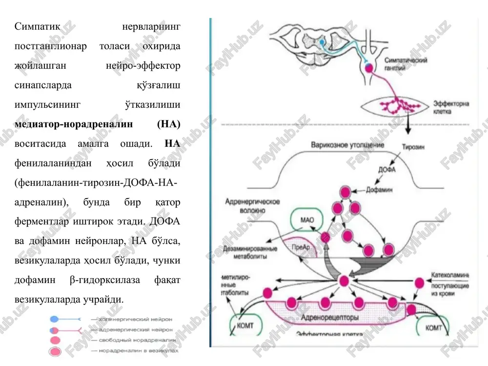 kuchsizroq ta'sir ko'rsatadi. mitda na parchalanganligi uchun uni parenteral yo'l bilan kiritiladi. teri ostiga kiritilganda, tomirlarni kuchli toraytirganidan, nekrozga olib keladi, shuning uchun t/i tomchilab, qon bosimi nazorati bilan kiritiladi. organizmda na tez parchalanadi va uning qoldiqlari buyrak orqali peshob tarkibida ajraladi. organizmdagi naning asosiy miqdori presinaptik membranada hosil bo'ladi. faqat 15% buyrak usti bezining miya qismida sintezlanadi. qo'llanilishi: qon bosimini keskin pasaygan holatlarida (travmatik shoklar, xirurgik muolajalar va hokazo). noxush ta'sirlar: kamdan kam uchraydi (bosh og'rig'i, aritmiya, nafas olishning buzilishi). organizmda na tez parchalanadi va uning qoldiqlari buyrak orqali peshob tarkibida ajraladi. organizmdagi naning asosiy miqdori presinaptik membranada hosil bo'ladi. faqat 15% buyrak usti bezining miya qismida sintezlanadi. qo'llanilishi: qon bosimini keskin pasaygan holatlarida (travmatik shoklar, xirurgik muolajalar va hokazo). noxush ta’sirlar: kamdan kam uchraydi (bosh og'rig'i, aritmiya, nafas olishning buzilishi). asosan α-adrenoretseptorlarni qo'zg'atuvchi vositalar (α -adrenomimetiklar) mezaton- asosan postsinaptik membranada joylashgan α1 adrenoretseptorlarni to'g'ridan-to'g'ri qo'zg'atadi, bundan tashqari oz …