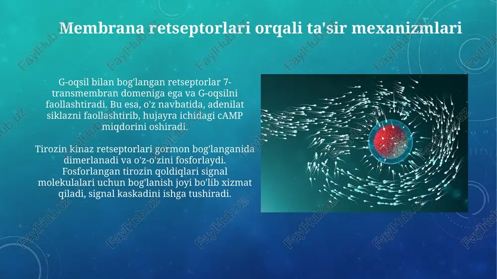 gormonlarning nishon hujayralariga ta'sir mexanizmi - Page 5