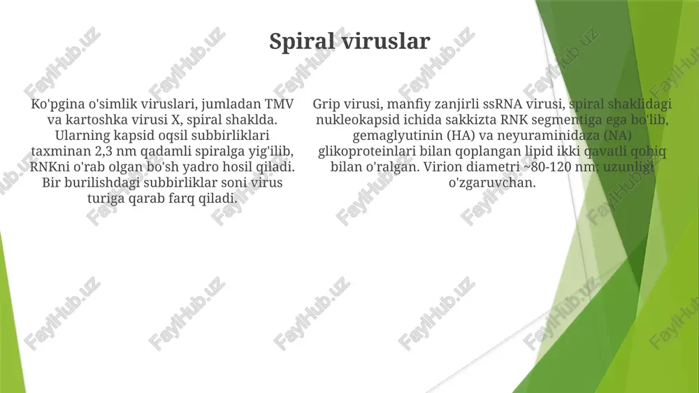 gan viruslar – turli shakllarga ega nuklein kislota tuzilishi viruslar tuzilishi juda xilma-xil nuklein kislotalar (dnk/rnk) ikki/bir zanjirli spiral hosil qiladi; asoslar (adenin, guanin, sitozin, timin/urasil) vodorod bog'lari orqali juftlashadi; purinlar (a,g) va pirimidinlar (c,t/u) 3d struktura uchun muhim bo'lgan asoslar yig'ilishini belgilaydi. uotson-krik modeli dnkning 2nm diametrli va 0 virus genomlari (dnk yoki rnk, bir yoki ikki zanjirli, chiziqli yoki halqali) kapsid ichida joylashgan ikosaedral viruslar misol uchun, rinoviruslar (odatdagi shamollash, ~30 nm), rotaviruslar (ichak-qorin infektsiyasi, ~70 nm); ikosaedrik simmetriya virus genomining samarali o'rashini ta'minlaydi; kapsomerlar joylashuvining o'zgarishlari mavjud. ularning tuzilishi bir necha oqsil subbirliklaridan (kapsomerlardan) iborat; gripp a virusi (80–120 nm) gemaglyutinin (ha) va neyraminidaza (na) glikoproteinlari ikosaedral kapsid yuzasidan chiqib turadi; xost hujayra bog'lanishi va kirib borishiga ta'sir qiladi. ularning tuzilishi bir necha oqsil subbirliklaridan (kapsomerlardan) iborat; gripp a virusi (80–120 nm) gemaglyutinin (ha) va neyraminidaza (na) glikoproteinlari ikosaedral kapsid yuzasidan chiqib turadi; xost hujayra bog'lanishi va …