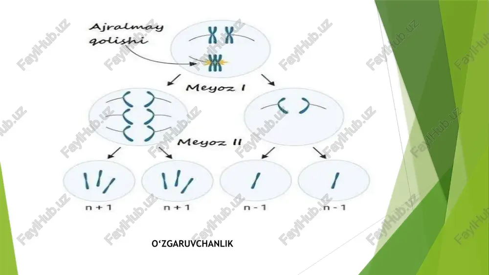 genetikaning nazariy va amaliy ahamiyati. dnk replikatsiyasi - Page 5