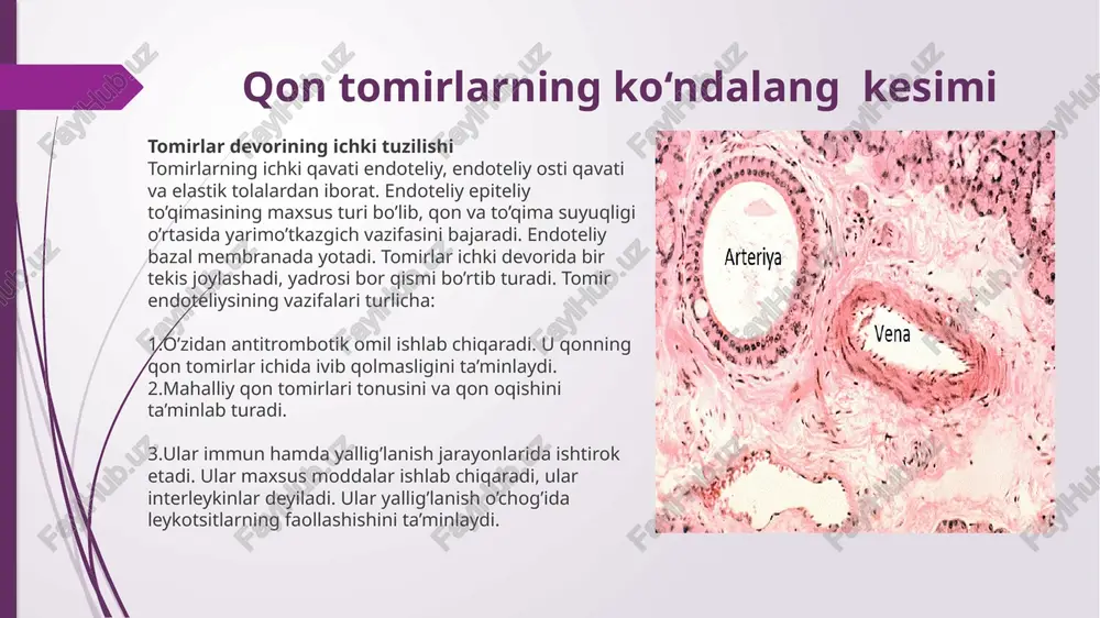 aorta arteriaqon tomiri - Page 5