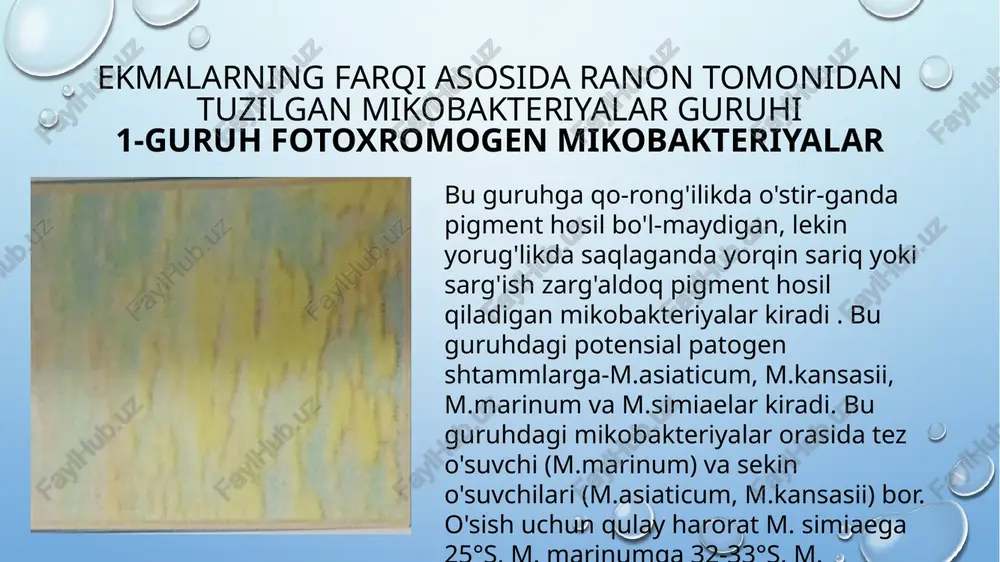 tashgari matriks qalinligini oshirishga yo'nalgan nisbatan sust metabolik faoliyatda bo'ladi. bundan tashqari mikobakteriyada genetik materiallar to‘ planishi sodir bo'lib, u qulay sharoit yuzaga kelganda hujayraning me’yoriy faoliyatining tiklash ehtimolini oshirish imkonini beradi. standart mikrobiologik usullar bilan l-shaklni aniglash giyin. tuberkulyoz patogenezi tuberkulyoz mikobakteriyasi organizmga turli yo'llar bilan tushishi mumkin: aerogen, enteral (oshqozon-ichak yo'li orqali), shikastlangan teri va shilliq qavatidan, homila rivojlanayotganda yo'ldosh orqali. biroq asosiy yuqtirish yo'li aerogen hisoblanadi. aerogen yuqishda bronxlarga tushgan, tarkibida mikroorganizmlar saqlagan chang bo'lakchalari, shilliq tomchilar, so'lak va balg'amni qisman chiqarib tashlashga imkon beradigan mukotsilliar klirens tizimi ma'lum bir himoya rolini o'ynaydi. enteral yuqishda ichaklarning so'ruvchi funksiyasi ma'lum bir ahamiyatga ega bo'lishi mumkin mikobakteriya kirgan joydagi mahalliy oʻzgarishlar, avvalambor fagotsitoz vamikobakteriyaning parchalanishini amalga oshiradigan, makrofaglar ishtirokidagi himoya reaksiyasining eng mukammal shakli o'rin oladigan, polinuklear hujayralarning reaksiyasiga bog'liq. makrofaglar va mikobakteriyalarning oʻzaro ta'siri natijasida immunitet holati, tuberkulyoz infeksiyasi jarayonida rivojlanadigan sryus darajasi, shuningdek, boshqa bir qancha omillar, …