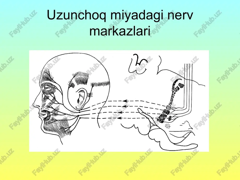 nervsistemasituzilishi - Page 5
