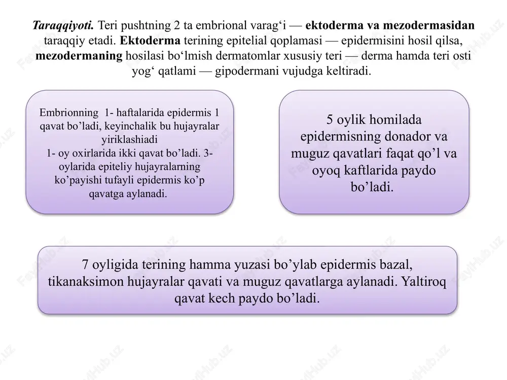 ichki epitelial qin 7- tashqi epitelial qin 8- soch haltachasi 9- soch piyozchasi 10 soch so’rg’ichi sochning ko’ndalang kesmasi. gemeozin. 1- sochning yog’ bezlari sohasidan olingan kesmasi a- kutikula b – po’stloq modda v- mag’iz modda g- ichki epitelial qin d- tashqi epitelial qin e- soch haltasi 2- soch ildizining pastki qismidan olingan kesma 3- yog’ bezi 4- ter bezining oxirgi bo’limi nafas olish sistemasi nafas olish tizimining taraqqiyoti splanxnotom (vitseral va parietal varaqlari) mezenxima oldingi ichak epiteliysi 1. ventral devorni bo’rtib chiqishi (yuqori qismi) ()quyi qismi nafas sistemasining tog’ay, mushak va biriktiruvchi to’qima elementlari plevra mezoteliysi 2. 2 ta haltacha (o’ng va chap o’pka kurtaklari) 3. xaltachalar devorining ko’plab bo’rtib chiqishi 4. o’pka bronxlar va al’veolalar bilan e’tiboringiz uchun raxmat image1.png image2.png image3.png image4.png image5.png image6.jpeg image7.png image8.png image9.png image10.png image11.png image12.png image13.png image14.png image15.png image16.png image17.png image18.png image19.png image20.png image21.png image22.png image23.png image24.png image25.png image26.png image27.png image28.png image29.png …