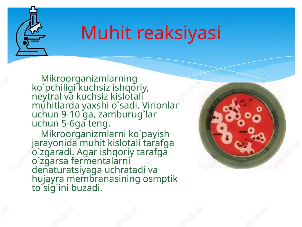 ladi. biologik antiseptika maxsus zardoblar, vaksina va antibiotiklar ta’sirida bemoming himoya kuchlarini oshiradigan, jarohatlarda infeksiyaning rivojlanishini to‘xtatuvchi antiseptik xususiyatlari boigan davolash vositalari (maxsus vaksina va immun zardoblar, anatoksinlar, immunoglobulinlar, qon va plazma quyish va b.) faoliyatidan paydo bo‘lgan moddalar orqali boshqalarga ta’sir qilish (antibiotiklar, bakteriofaglar va proteolitik fermentlar) dan iborat. sterilizatsiya-vegegetativ shakldagi mikroarganizmlar, ularni sporasini turli usullar bilan yo’q qilish. buning uchun bir nechta usullardan foydalaniladi. sterilizatsiya turlari: qaynatish sterilizatsiya turlari: ultratovush va kimyoviy nur bilan sterillash quruq issiqlik bilan bug’ bilan sterillash qaynatish yo’li bilan shprislar, mayda jarroxlik asboblari, buyum va yopqich oynalar va boshqa buyumlar qaynatib sterilizatsiya qilinadi. bug’ bilan sterilizatsiya ma’lumki, qaynoq suv bug‘i issiqlik o‘tkazish qobiliyatiga ega. u qaynoq havoga nisbatan yuqori issiqlik darajasiga ega bo‘lgani uchun sterilizatsiya qilinayotgan jismga issiqlikni tez yetkazadi. shuningdek, bug’ oqsillami gidratatsiya, koagulyatsiya va gidrolizga uchratib, to‘g‘ridan-to‘g‘ri sterilizatsiya qiladigan omil hisoblanadi. oquvchi bug’ bilan sterillash avtoklavda bajariladi quruq issiqlik bilan sterilizatsiya …