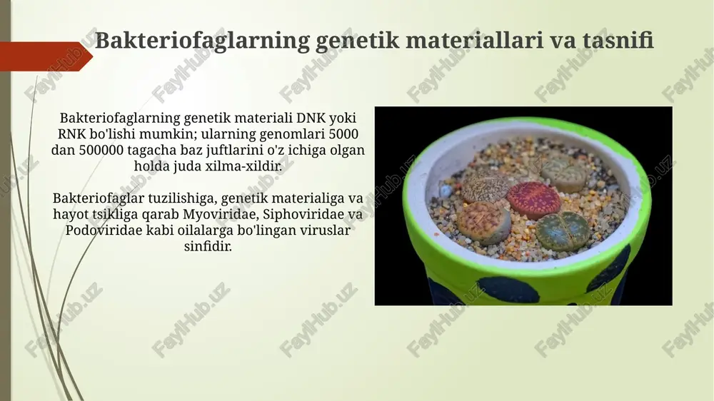 bakteriofaglar marfalogiyasi - Page 5