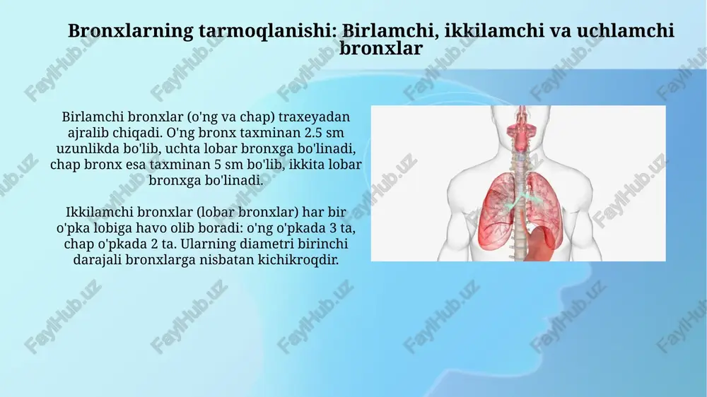 traxeya va bronxlarning anatomik tuzilishi - Page 5