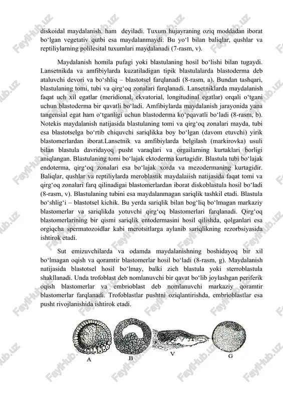 raning pusht gardishidan iborat animal qutbigina maydalanishda ishtirok etib, buni diskoidal maydalanish. ham deyiladi. tuxum hujayraning oziq moddadan iborat bo‘lgan vegetativ qutbi esa maydalanmaydi. bu yo‘l bilan baliqlar, qushlar va reptiliylarning polilesital tuxumlari maydalanadi (7-rasm, v). maydalanish homila pufagi yoki blastulaning hosil bo‘lishi bilan tugaydi. lansetnikda va amfibiylarda kuzatiladigan tipik blastulalarda blastoderma deb ataluvchi devori va bo‘shliq – blastotsel farqlanadi (8-rasm, a). bundan tashqari, blastulaning tomi, tubi va qirg‘oq zonalari farqlanadi. lansetniklarda maydalanish faqat uch xil egatlar (meridional, ekvatorial, longitudinal egatlar) orqali o‘tgani uchun blastoderma bir qavatli bo‘ladi. amfibiylarda maydalanish jarayonida yana tangensial egat ham o‘tganligi uchun blastoderma ko‘pqavatli bo‘ladi (8-rasm, b). notekis maydalanish natijasida blastulaning tomi va qirg‘oq zonalari mayda, tubi esa blastotselga bo‘rtib chiquvchi sariqlikka boy bo‘lgan (davom etuvchi) yirik blastomerlardan iborat.lansetnik va amfibiylarda belgilash (markirovka) usuli bilan blastula davridayoq pusht varaqlari va orgailarning kurtaklari borligi aniqlangan. blastulaning tomi bo‘lajak ektoderma kurtagidir. blastula tubi bo‘lajak endoterma, qirg‘oq zonalari …