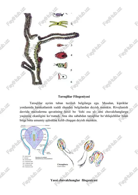 linlashuvi, kipriklaming yo‘qolishi, hujayra tarkibining doimiy bo'lishi (nematodalar, og‘izaylangichlilar), halqa muskullaming bo‘lmasligi, halqum atrofi nerv halqasining bo'lishi, protonefridiylar o‘miga bo‘yin be- zlaritiing paydo bo'lishi, og‘izaylangichlilar halqumining chaynovchi halqumga aylanishi, teri-muskul xaltasining alohida muskullarga ajralib ketganligi va boshqalardan iborat. keltirilgan belgilar asosan alohida or- ganlarga tegishli bo‘lganidan to ‘garak chuvalchanglar tuzilishining umumiy xususiyatlariga ta’sir etmaydi. nemertinlar filogeniyasi. eng muhim tuzilish belgilariga ko ‘ra nemertinalar kiprikli chuvalchanglarga yaqin turadi. kiprikli chuvalchanglar singari ular tana bo‘shlig‘i rivojlanmagan parenximatoz hayvonlarga kiradi. nerv sistemasi asosiy elementlari, ko‘zining tuzilishi, protonefridiy ayirish sistemasi, bir qancha turlarida tuxum hujayrasining spiral maydalanishi bilan ular kiprikli chuvalchanglarga o‘xshaydi. nemertinalar pilidiy lichinkasining tuzilishi ham ko‘p shoxli kiprikli chuvalchanglaming myullerov lichinkasi- ga o‘xshaydi. ana shu dalillarga asoslangan holdanemertinalarni kiprikli chuvalchanglardan kelib chiqqan deyish mumkin. qon aylanish sistemasi va orqa ichakning rivojlanishi nemertinalar evolyutsiyasining progressiv yo'nalishda borganligini ko‘rsatadi. lekin xartumning paydo bo‘lishi ulami tor doirada ixtisoslashganligini ko‘rsatadi. nemertinalar 2 kenja sinfga bo'linadi. nag …