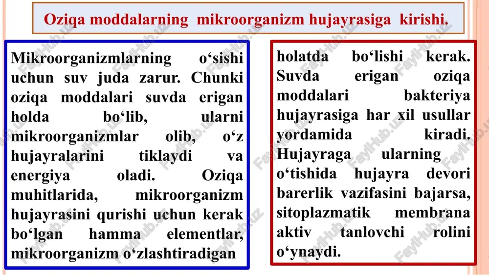 b, unga kon’yugasiya deyiladi. kon’yugasiyaning genetik analizini 1947 yilda lederbyerg va tatum aniqlagan. ular bu hodisani elektron mikroskopda kuzatganlar. kon’yugasiyalanadigan hujayralarning biri uzunchoq, ikkinchisi ovalsimon ekanligi aniqlangan. uzunchoq hujayra erkak tip bo‘lib, f+ (donor) deb belgilanadi, ovalsimon hujayra urg‘ochi tip bo‘lib, f- (resipient). kon’yugasiya vaqtida bular bir-biriga yaqinlashadi va orasida ko‘prikcha hosil bo‘ladi. hosil bo‘lgan ko‘prikcha orqali donor hujayrasidan genetik faktorlar resipient hujayrasiga ma’lum bir tartibda (pililar yordamida) o‘tadi shunday qilib, o‘sishi va ko‘payishi natijasida mikroorganizmlar koloniyasi hosil bo‘ladi. ularning ko‘payishi juda katta tezlikda amalga oshadi. generasiya vaqti mikroorganizm turi, yoshi, tashqi muhit (oziq muhit tarkibiga, temperaturaga, ph) ga bog‘liq. generasiya vaqtining eng optimal muddati 20-30 minut bo‘lsa, 2 soatda 6 ta generasiya olish mumkin. odamning shuncha avlodini olish uchun esa 120 yil vaqt lozim bo‘ladi. bakteriyaning o‘sishi shu tarzda davom etsa, 24 soatdan so‘ng to‘plangan massa yer shari massasidan bir necha marta og‘ir bo‘lib chiqar edi. ammo, amalda bunday …