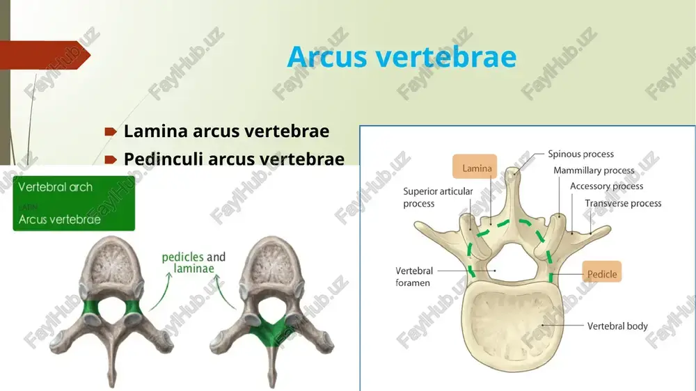 o’siqlari sagittal yuzada joylashgan bo’lib, yuqorigi bo’g’im o’sig’inng bo’g’im yuzasi medial tomonga, pastki bo’g’im o’simtasining bo’g’im yuzasi esa lateral tomonga qarab joylashgan. ko’ndalang o’siqlari esa frontal yuzada joylashgan. o’tkir o’sig’i kalta, silliq va pastga yo’nalgan bo’lib, umurtqa tanasi bilan deyarli bir “uroven” da joylashadi. umurtqa tanasi loviyasimon shaklda bo’g’im o’siqlari - sagittal yuzada joylashgan. yuqorigi bo’g’im o’siqlarining bo’g’im yuzalari medial tomonga, pastki bo’g’im o’siqlarining bo’g’im yuzalari esa tashqari (lateral) tomonga qarab joylashadi dumg’aza suyagi quyidagi asosiy qismlardan tashkil topgan: dumg’aza suyagining asos qismi (basis ossis sacri) dumg’aza suyagining uchki qismi (apex ossis sacri) dumg’aza suyagining ikki yon qismi (pars lateralis) quyidagi yuzalari farqlanadi: chanoq yuzasi (facies pelvica) orqa yuzasi (facies dorsalis) basis apex pars lateralis facies pelvica – silliq va botiq facies dorsalis – g’adir budur va orqa tomonga do’m hosil qiladi basis ossis sacri promontorium processus articularis superior – 5- bel umurtqasining pastki bo’g’im o’simtasi bilan bo’g’im hosil qiladi …