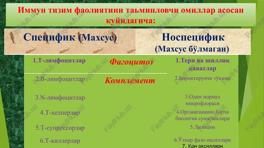 : viruslar replikatsiyasini bostirish; infitsirlangan hujayralarga ta'sir (ular immun tizim hujayralari hujumi uchun ochiq bo'ladilar). hozirgi kunda interferonlarning uch guruhi farqlanadi: α- interferon (makrofaglar ishlab chiqaradi); β- interferon (fibroblastlar ishlab chiqaradi); γ- interferon (limfotsitlar ishlab chiqaradi); - o'smalar nekrozi omili - organizmda tsitotoksik faollikni kuchaytiruvchi tsitokinlar; - koloniya stimullovchi omillar - organizmda gemopoetik faoliyatni kuchaytiruvchi moddalar. fagotsitlar rus olimi i.i. mechnikov immunitetni xujayraviy nazariyasini yaragan va buning uchun 1908 yilda «nobel» mukofotini olgan. tarjima qilinganda fagotsitlar – achofat xujayra degan ma'no kelib chiqadi.fagotsitlar katta 2 gruppaga bo'linadi: 1.makrofaglar 2.mikrofaglar 1.alveolyar makrofaglar(o'pka) 1.neytrofillar (5-6s) 2.kupfer xujayralari (jigarda) 2.eozinofillar 3.langengars xujayralari(teri) 3.bazofillar 4.mikrogliya xujayralari (nerv tizimi) 5.osteoblastlar (suyak) 6.monotsitlar (qon) (22s) makrofaglar 1.makrofaglar (masalan kupfer xujayralari) fakat shu organga xos, fakat o'zi joylashgan organni ximoya kiladi. makrofaglarning vazifasi: 1.fakat o'ziga mos organda joylashish. 2.fakat shu organda maxalliy immunitetni taminlash. mikrofaglarning makrofaglardan farqi: butun tana bo'ylab tsirkulyatsiya qiladi; generalizatsiyalashgan( butun organizm bo'ylab) immun …