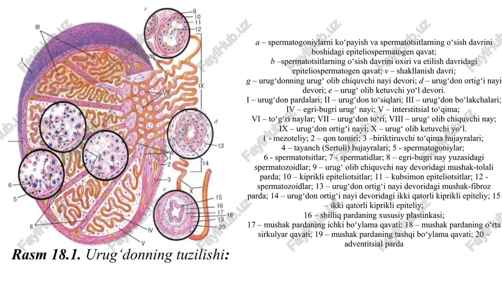g faol davrda •urug‘ kanalchalari tor, rivojlanmagan. •spermatogenez muntazam kechadi •sertoli hujayralari va birlamchi gonotsitlar mavjud •gipofiz va gipotalamus orqali gormonal boshqaruv faol. •faoliyat kuzatilmaydi (statik davr). 👴 5. qarilik davri (50 yoshdan keyin) 🧒 2. bolalik davri (4–10 yosh) •spermatogenez asta-sekin susayadi •kanalchalarda spermatogoniy va •urug` kanalchalari atrofik o`zgarishga uchraydi i tartibli spermatotsitlar paydo bo‘ladi. •biriktiruvchi to`qima ko`payadi •leydig hujayralari shakllana boshlaydi. •ba’zi kanalchalarda 80 yoshgacha ham •jinsiy bez faoliyatiga tayyorgarlik davri spermatogenez saqlanadi. 🧑‍🦱 3. o‘smirlik davri (10–16 yosh) (involutsiya davri) •urug‘don tez o‘sadi, kanalchalar kengayadi. •sertoli hujayralari yetiladi •spermatotsit va spermatidlar hosil bo‘ladi. •urug‘chiqaruv yo‘llari rivojlanadi. •jinsiy yetilish davri boshlanadi. 🧩 1. kriptorxizm (cryptorchismus) bu — urug‘donning moyak qopchasiga tushmasligi bilan kechadigan tug‘ma kasallik. • normada: urug‘don embrional rivojlanishda buyrak yonidan paydo bo‘ladi va bola tug‘ilishidan oldin ingvinal kanal orqali moyak qopchasiga tushib boradi. • sabablar: gormonal yetishmovchilik, mexanik to‘siq, genetik omillar. • oqibatlar: yuqori harorat ta’sirida …