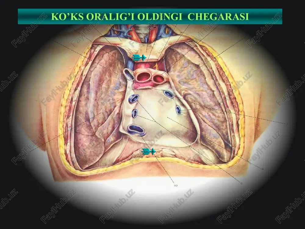 fogranulematoz plevral bo‘shliq va mediastinal soha reviziyasi mediastinal plevra jarohatlanmagan transtorakal punksion biopsiya 43 ko’rsatma qarshi ko’rsatma mediastinoskopiya, mediastinotomiya 44 45 diafragma kasalliklari • evropa va aqsh davlatlari miqiyosida diafragma kasalliklarini aniqlash darajasi yuqori bo‘lganligi uchun, jarrohlik amaliyotlarini bajarish keng yo‘lga qo‘yilgan. shuningdek, o‘zbekiston respublikasida yil mobaynida, diafragma kasalliklarini bartaraf qilishga qaratilgan 1000 ga yaqin jarrohlik amaliyotlari bajariladi (o‘zr sog‘liqni saqlash vazirligi, 2010). diafragma kasalliklarining tarqalganlik darajasi • diafragmaning qizilo‘ngach teshigi churralari – diafragmaning tabiiy teshiklari churralari ichida eng keng tarqalgan (90%). diafragmal churralar oshqozon-ichak trakti kasalliklari bilan birga kuzatilish ehtimoli yuqori (2-16%): o‘tk - 28%, oshqozon va 12 barmoqli ichak yara kasalligi - 32%, ovqat hazm qilish yo‘llari divertikullari, ezofagokardial soha raki, parasternal lipoma va boshqalar. • gastroenterologik kasalliklar ichida diafragmal churralar, yara kasalligi va xoletsistitdan so‘ng 2-3 o‘rinni egallaydi. diafragma kasalliklarining tarqalganlik darajasi • g. morgagni 1768 yili birinchi bor autopsiyada, diafragmaning qizilo‘ngach teshigi churrasini aniqlagan. uzoq muddat …