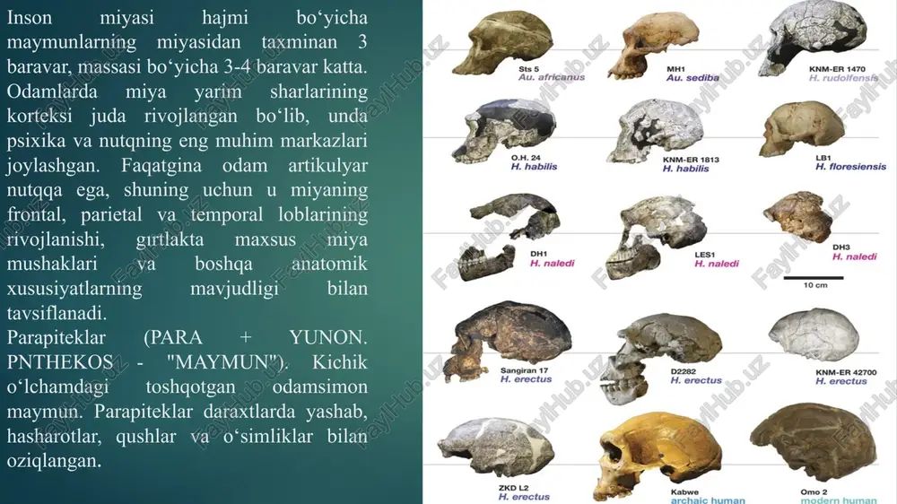 ini topadi. qazilma ishlariga kanada olimi d. blek ham jalb qilinadi. 1927-yili blekning assistenti pen ven-chjun mazkur joydagi kotsetong g‘oridan eng qadimgi xitoy odamining kalla suyagini topishga muyassar bo‘ladi. . . qazish ishlari xitoy olimlari tomonidan davom ettirilib, natijada mazkur joydan yana 60ga yaqin odam suyagi topilib, shundan 15tasi yosh bolalarniki ekanligi aniqlandi.shu narsa muhimki g‘ordan sinantrop qoldiqlari bilan bir qatlamda tosh qurollar, gulxan qoldiqlari yirik va mayda hayvonlarning sindirilgan hamda kuygan suyaklari topilgan. bu hol sinatroplarning pitekantrop va olduvaydagi “ishbilarmon odamga” nisbatan ancha taraqqiy etganligini ko'rsatadi. sinatroplarning boʻyi 144-156 sm bo'lib, peshonasi past qiya boʻlgan. pitekantrop miya qutisining hajmi 850-950 sm3 boʻlsa, sinatropning esa 1050-1200sm3 ga teng. demak sinantrop miyasining hajmi pitekantrop miyasining hajmidan katta, lekin hozirga zamon odami miya qutisini hajmidan esa kichikroqdir. antropogenez jarayonining tugallanishi 1856-yil esa germaniya federativ respublikasining neandertal vodiysidagi dyuseldorf shahri yaqinida joylashgan filgafer g‘oridan yer qazish ishlari vaqtida odamning bosh suyak qopqog‘i va …