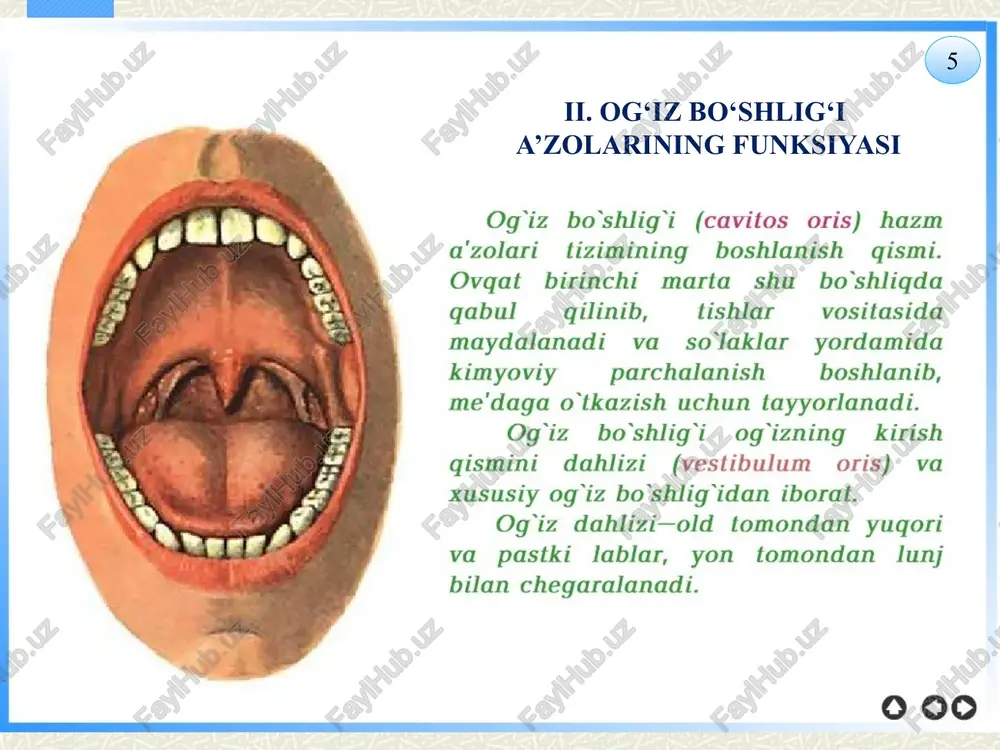 haklar ovqat qoldiqlarini qayta ishlash va chiqindilarni chiqarishda muhim ahamiyatga ega. ovqat hazm qilish tizimining har bir bo‘lagi o‘ziga xos vazifani bajarib, inson sog‘lom hayot tarzini ta’minlashga xizmat qiladi. ushbu tizimning sog‘lom ishlashi uchun muvozanatli ovqatlanish va gigiyenik qoidalarga rioya qilish muhim ahamiyatga ega. 23 e’tiboringiz uchun rahmat image2.jpeg image3.png image4.jpeg image5.png image6.jpeg image7.jpeg image8.jpeg image9.png image10.jpeg image11.jpeg image12.jpeg image13.jpeg image14.jpeg image15.jpeg image1.jpeg