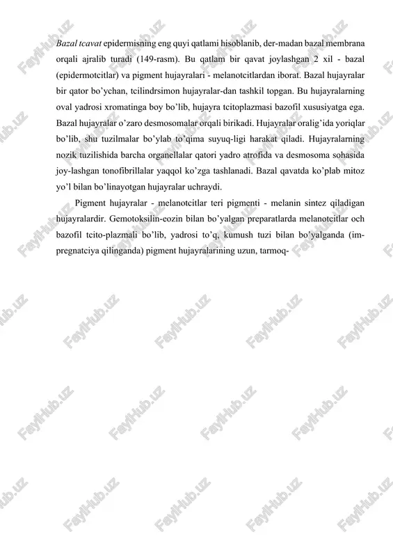 yaviy usulda melanotcitlarda teriga rang beruvchi pig-ment-melanin sintez qilishda ishtirok etuvchi ferment dofa - oksidaza) dioksifenilalanin oksidaza borligi aniq-landi. bazal epidermotcitlarda ham pigment donachalari bo’lishn mumkin, bu donachalar hujayralarga melanotcitlarning o’simta-lari orqali o’tib qolishidan yuzaga keladi. uzi pigment chiqar-maydigan, lekin melanin tutuvchi bunday hujayralar melano-forlar deb ataladi. epidermisning ikkinchi - tikanaksimon hujayra.gar qavati bazal qavat ustida joylashgan 5-10 qavat hujayralardan ibo-rat. tikanaksimon hujayralar juda ko’p tcitoplazmatik o’simta-larga ega bo’lib, shu o’simtalar orqali hujayralar bir-biri bilan desmosomalar hosil qilib bog’langan. bu hujayralar tci-toplazmasida tonofibrillalar yaxshi rivojlanib, ular desmo-somalarga tutashib ketadi. hujayralarning pufaksimon yumaloq yadrosida xromatin kam bo’lib, och bo’yaladi. tikanaksimon hujayra-lar qavatining quyi - bazal qavatga yaqin joylashgan qatlamla-rida mitoz yo’li bilan bo’linayotgan hujayralar uchraydi. shu-ning uchun ham bazal va tikanaksimon hujayralar qavatlari epidermisning o’suvchi- mal’pigi qavati (rete malphygi) ni tashkil etadi. o’suvchi qavat hisobiga epidermis hujayralari-ning 19-20 kun ichida almashinib turishi (fiziologik regene-ratciyasi) kuzatiladi. epiteliotcitlardan tashqari bazal va tikanaksimon hujay-ralar …