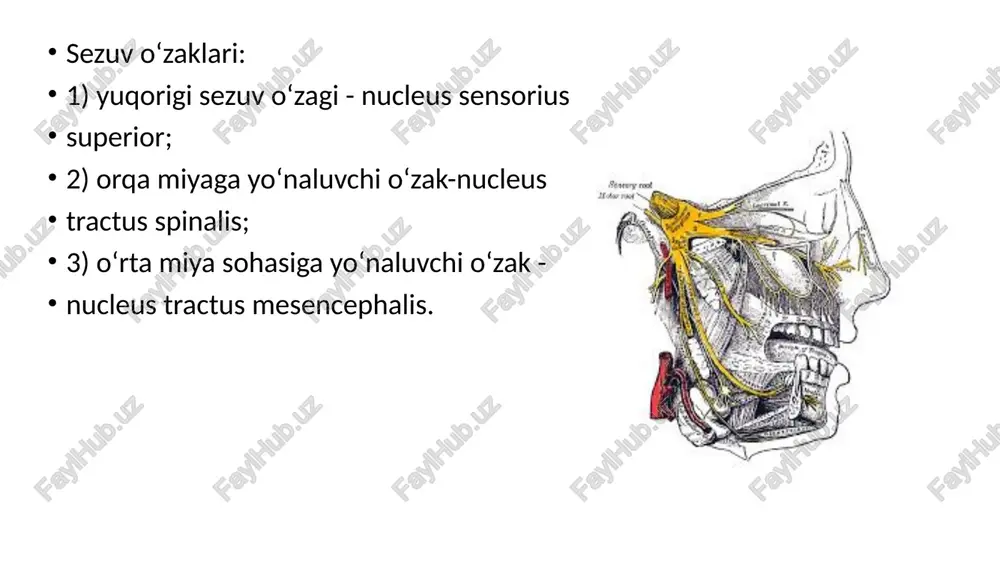 li miya qutisidan chiqadi. miya qutisi ichida hech qanday tarmoq bermaydi. bu nerv tolasi aralash tola yani sensor va motor tolalar hisoblanadi. yuz sohasini pastki qismini nerv bilan taminlaydi. pastki jag‘ nervi (n.mandibularis) tarkibida sezuvchi va harakatlantiruvchi tolalar bo‘ladi. u kalla bo‘shlig‘idan oval teshik orqali chiqib harakatlantimvchi va sezuvchi tarmoqlarga boiinadi: 1.chaynov nervi (n.massetericus) o‘z nomidagi mushakni innervatsiya qiladi. 2.chakkaning chuqur nervlari (nn.temporales profundi) chakka mushagini innervatsiya qiladi. 3.lateral va medial qanotsimon nervlar (nn.pterygoidei lateralis et medialis) lateral va medial qanotsimon mushaklarni innervatsiya qiladi. 4.tanglay chodirini taranglovchi mushak nervi (n.musculi tensoris veli palatini) o‘z nomidagi mushakni innervatsiya qiladi. 5.nog‘ora pardani taranglovchi mushak nervi (n.musculi tensoris tympani) nog‘ora pardani taranglaydigan mushakni innervatsiya qiladi. 6.jag‘-til osti nervi (n.mylohyoideus) jag‘-til osti mushagini innervatsiya qiladi. 7. ikki qorinchali nerv (n.digastricus) ikki qorinchali mushakning oldingi qorinchasini innervatsiya qiladi. pastki jag‘ nervining sezuvchi tarmoqlari quyidagilar: 1.bosh miya pardalariga yo‘naluvchi tarmoq (r.meningeus) o‘tkir qirrali teshik orqali kalla …