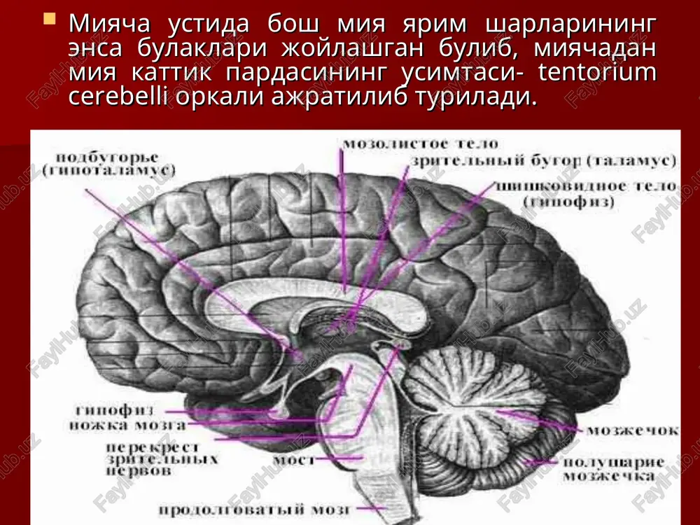 giperkinetik sindrom revmatik xoreya (kichik xoreya) va gentington xoreyasida kuzatiladi. miokloniya - tez va qisqa vaqt ichida aloxida yoki muskul guruxlarining klonik qisqarishi. lokal spazm –gemispazm, paraspazm tiklar atetoz– qo'l panjasi va barmoqlarining chuvalchangsimon xarakati. torsion spazm- spastik bo'yin qiyshiqligi tekshirish uchun savollar: miyacha zararlanganda kanday belgilar kuzatiladi? miyacha ataksiyasi boshka ataksiyalardan (sensitiv, vestibulyar va peshona ataksiyalaridan) qanday farklanadi? bosh miyaning kaysi kismlari ekstrapiramida sistemaga kiradi? striar sistemaning patologiyasi kanday belgilar bilan namoyon buladi ? pallidar sistemaning zararlanishi kanday belgilar bilan namoyon buladi?