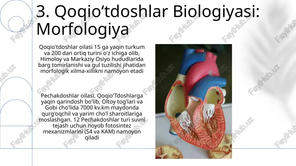 qoqio'tdoshlar va pechakdoshlar - Page 5